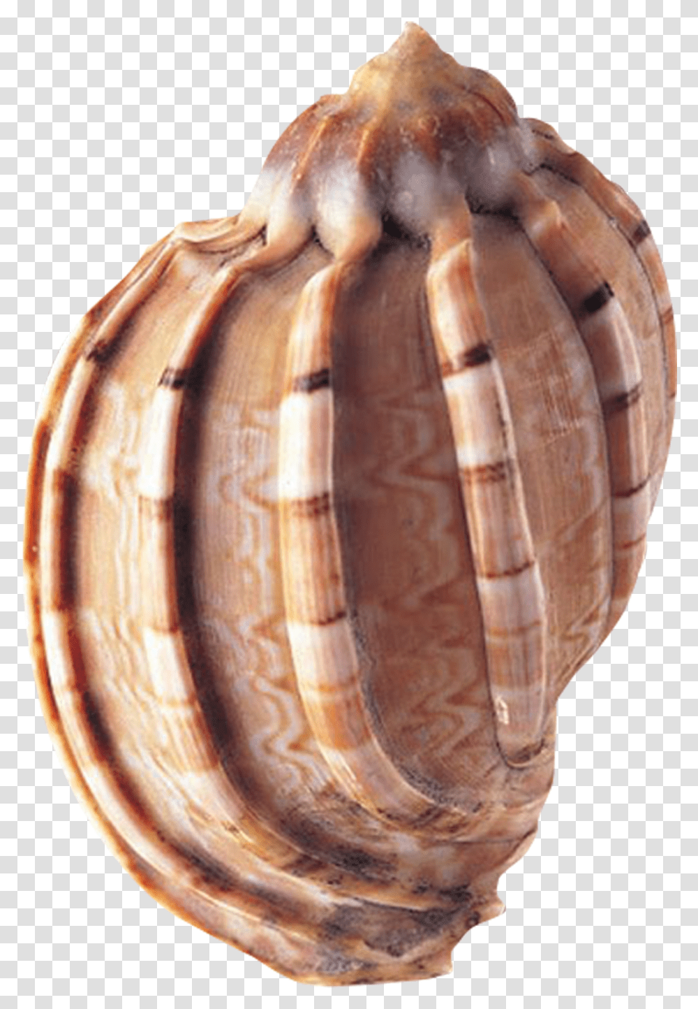 Clam Vector Conch Sea Shells Transparent Png