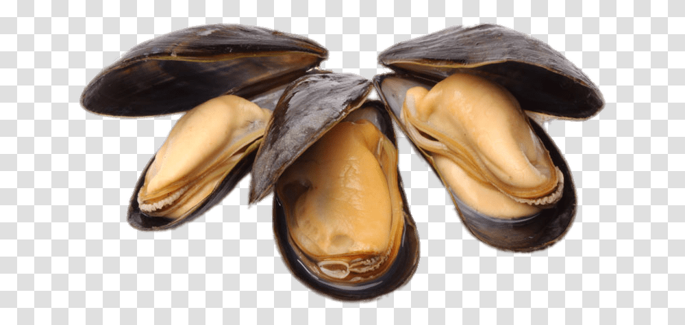 Clams Open No Background Mussels, Sea Life, Animal, Seashell, Invertebrate Transparent Png