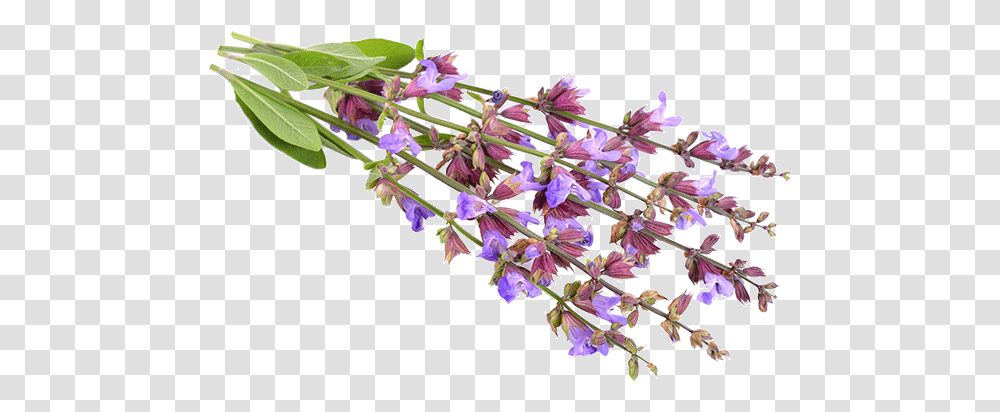 Clary Sage Lobelia, Plant, Flower, Blossom, Amaryllidaceae Transparent Png