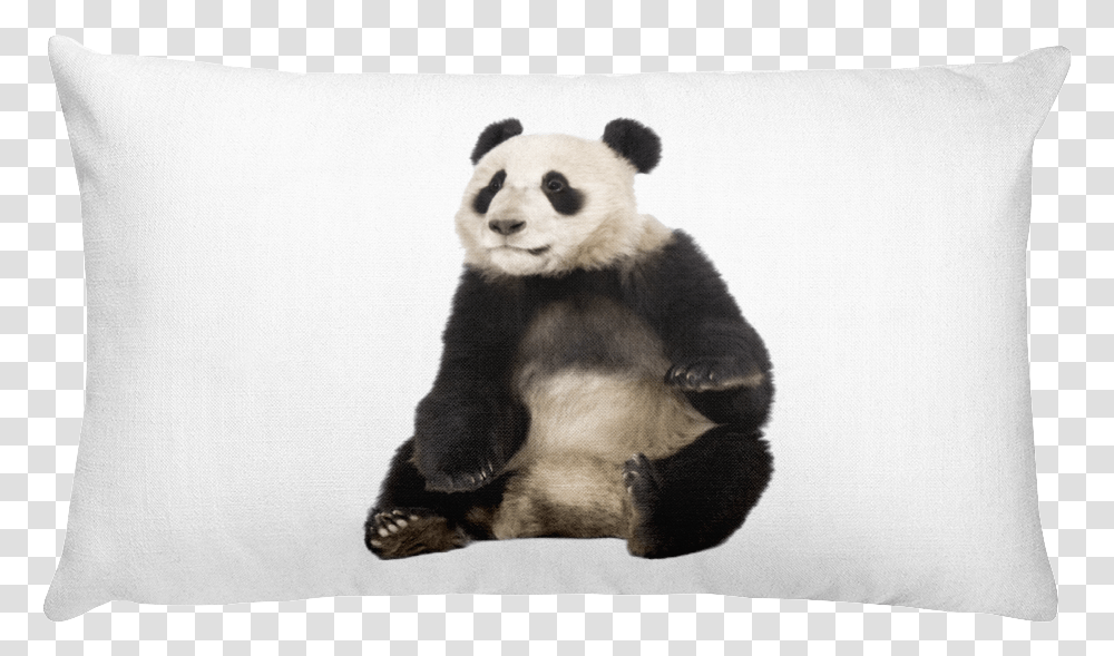 Class Lazyload Lazyload Mirage Cloudzoom Featured Image Giant Panda Sitting, Bear, Wildlife, Mammal, Animal Transparent Png