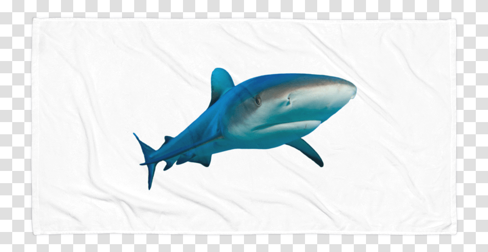 Class Lazyload Lazyload Mirage Cloudzoom Featured Image Great White Shark, Sea Life, Animal, Fish Transparent Png