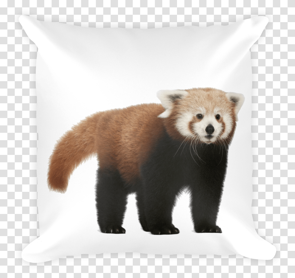 Class Lazyload Lazyload Mirage Cloudzoom Featured Image Red Panda No Background, Pillow, Cushion, Mammal, Animal Transparent Png