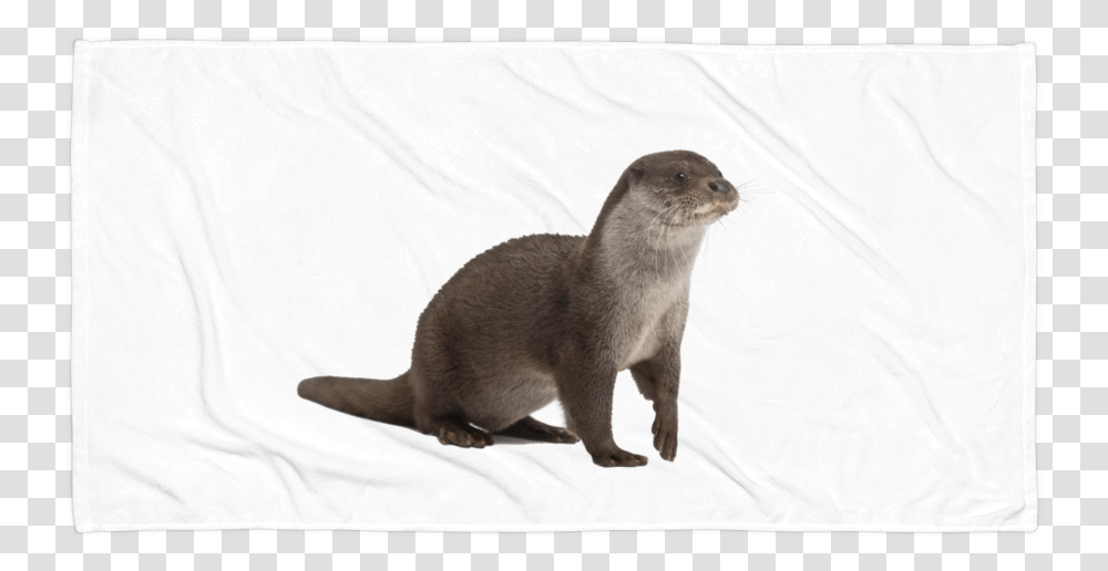 Class Lazyload Lazyload Mirage Cloudzoom Featured Image River Otter No Background, Wildlife, Animal, Mammal, Cat Transparent Png