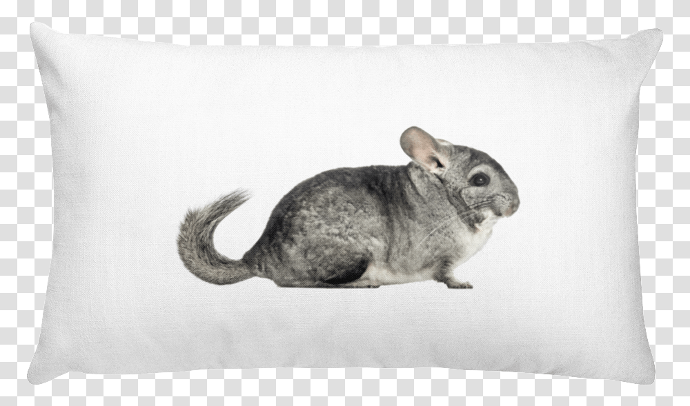 Class Lazyload Lazyload Mirage Cloudzoom Featured Image White Rectangular Pillow, Rodent, Mammal, Animal, Chinchilla Transparent Png