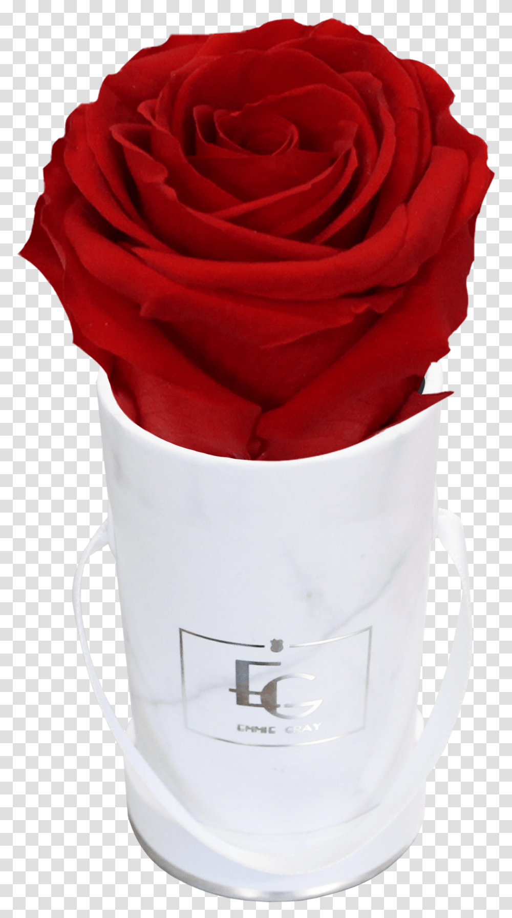 Classic Infinity Rosebox Emmie Gray Rose, Apparel, Flower, Plant Transparent Png