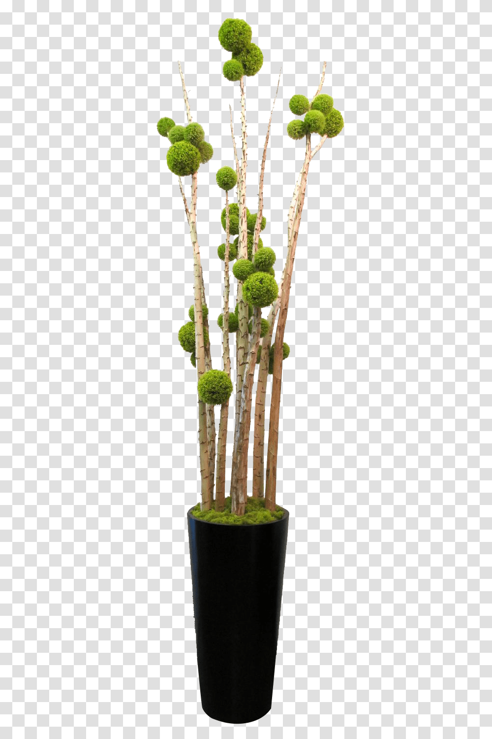 Classical Flower Vase, Plant, Stick, Cane, Bamboo Transparent Png