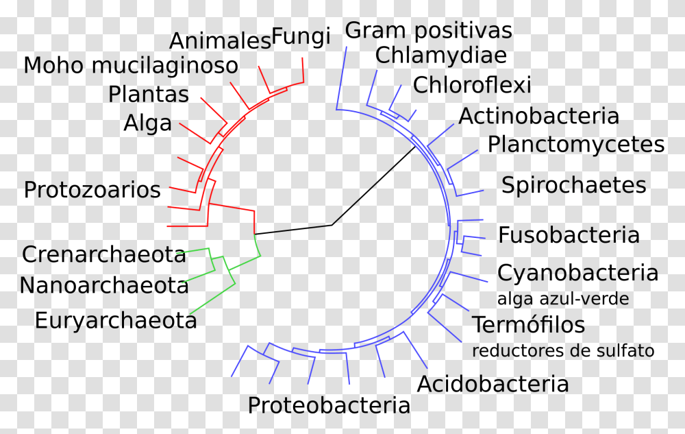 Classification Of Bacteria Classification Of Bacteria, Gauge, Tachometer, Machine Transparent Png