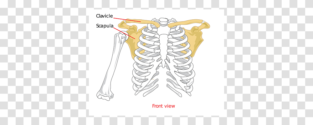 Clavical Skeleton, Injection Transparent Png