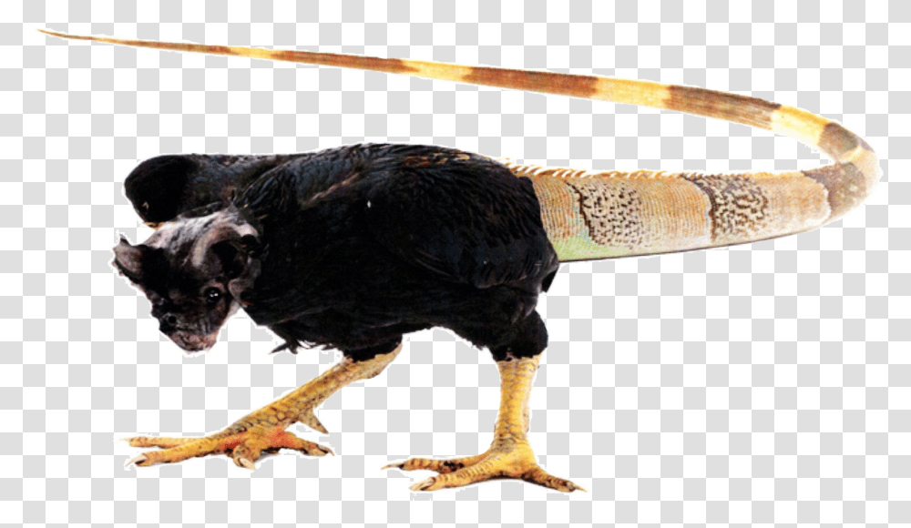 Claws, Bird, Animal, Dog, Pet Transparent Png