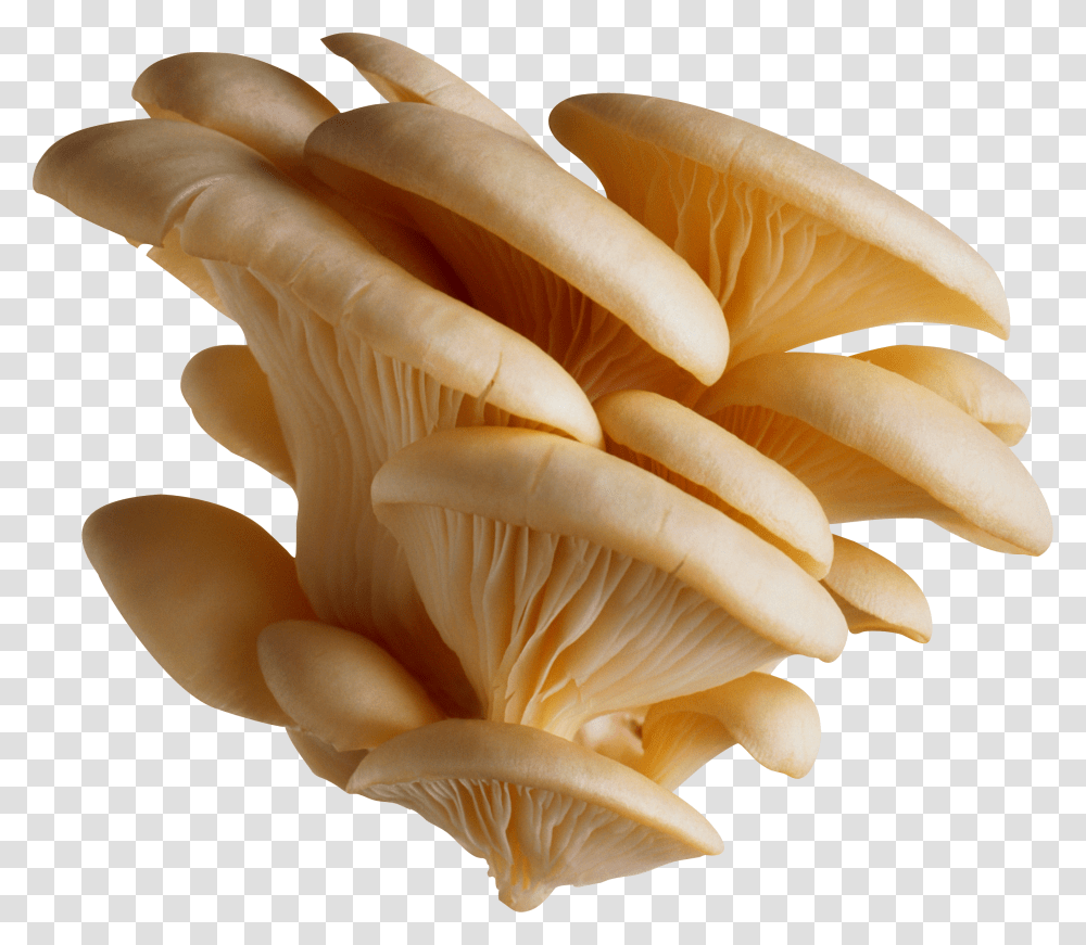 Clean Tree Mushrooms Image Purepng Free Mushroom Transparent Png