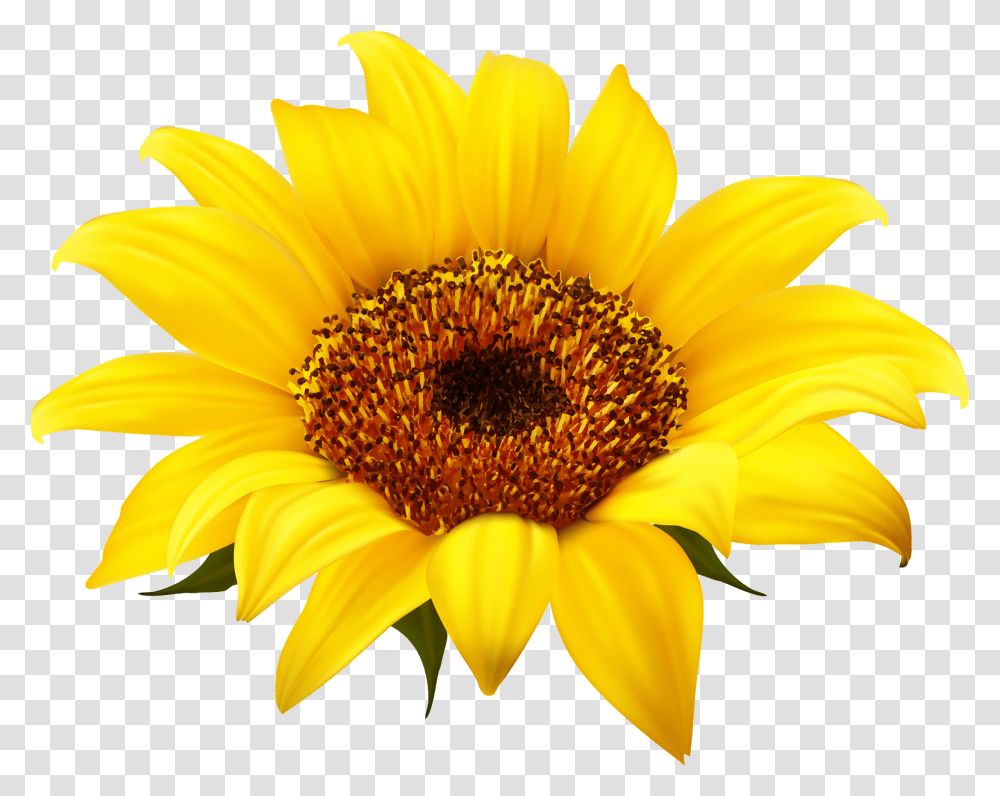 Clear Background Clipart Background Sunflower, Plant, Blossom, Daisy, Daisies Transparent Png