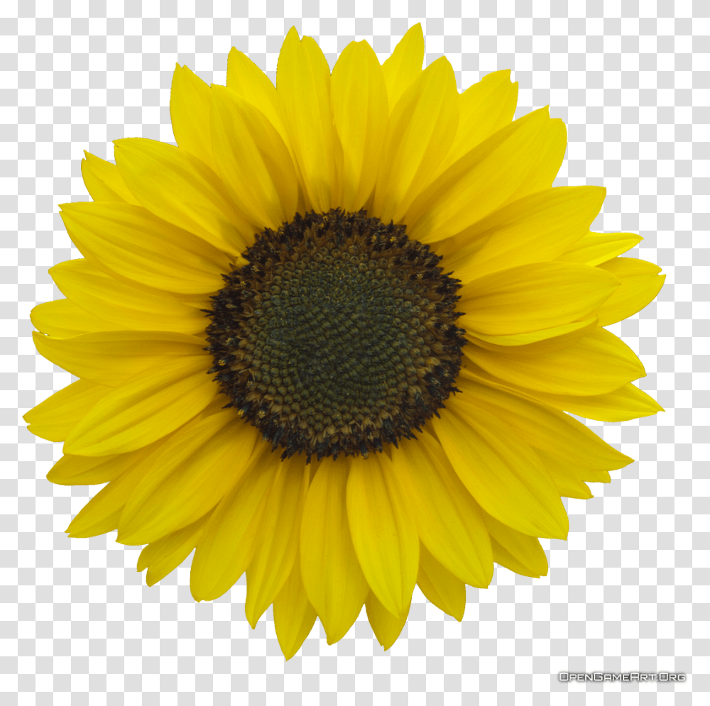 Clear Background Sunflower, Plant, Blossom, Daisy, Daisies Transparent Png