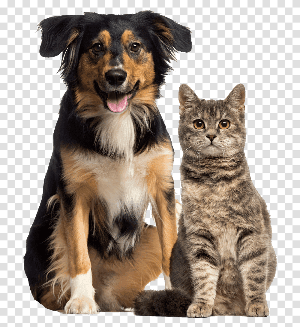 Clear Creek Animal Hospital Cat And Dog, Pet, Canine, Mammal, Puppy Transparent Png