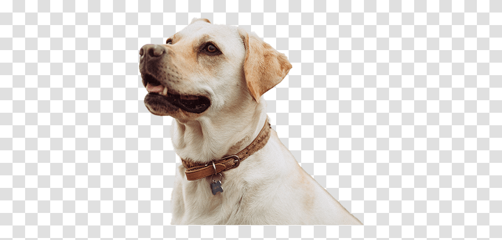 Clear Creek Animal Hospital Dog Is One Of The Few Things Seems, Pet, Canine, Mammal, Hound Transparent Png