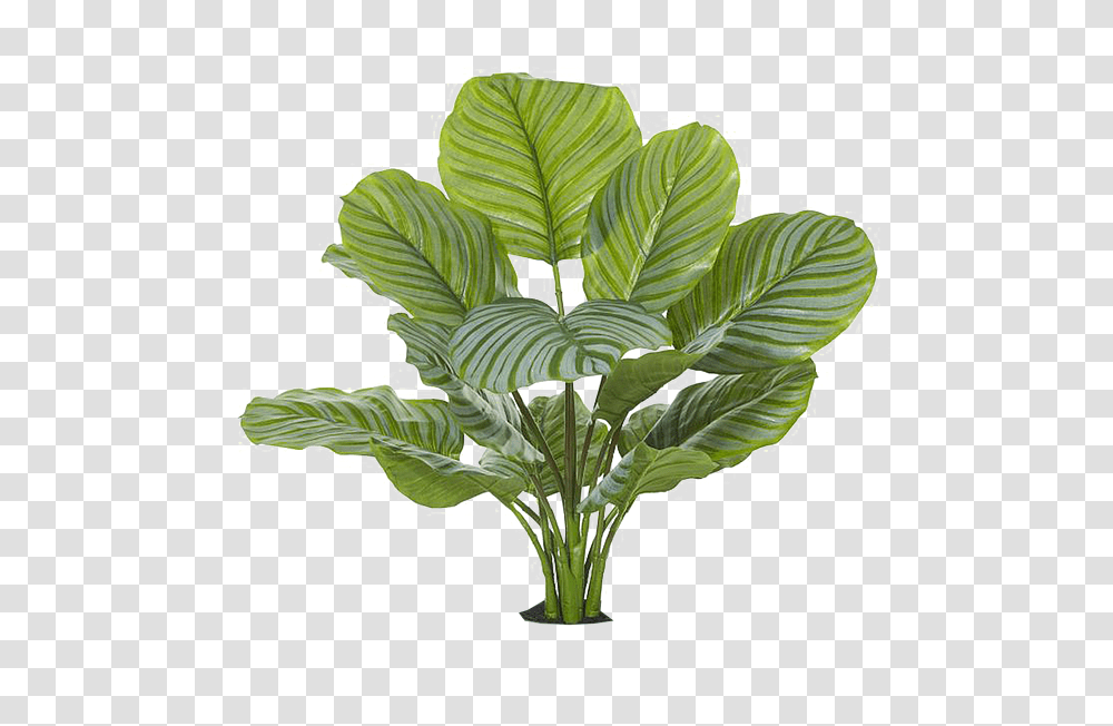 Clear Cut Tropical Houseplant, Leaf, Vegetation, Vegetable, Food Transparent Png