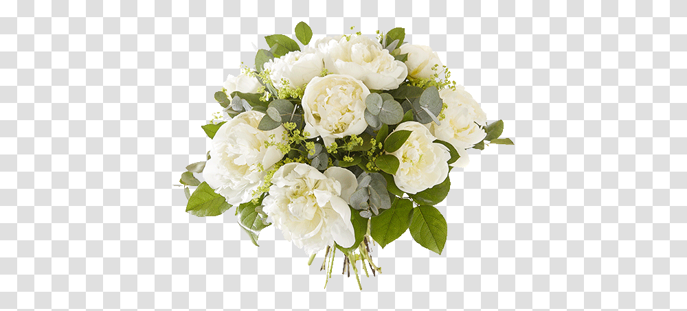 Clear Peonies Quino Damen, Plant, Flower, Blossom, Flower Bouquet Transparent Png