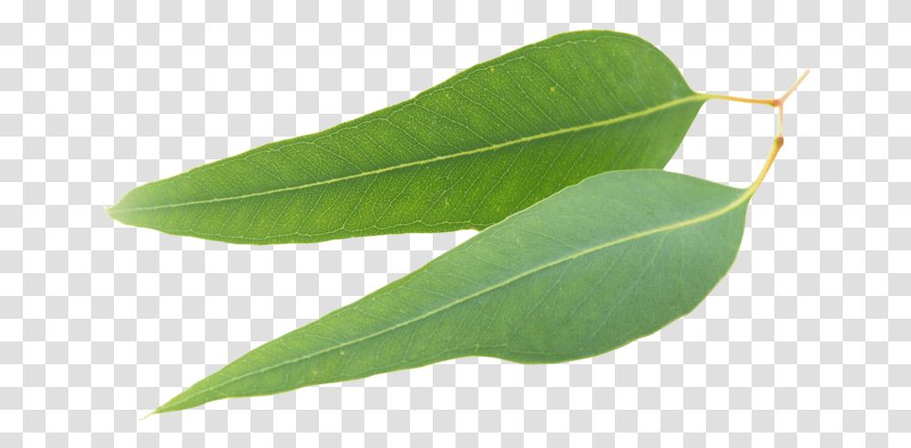 Clear Revive Eucalyptus Essential Oil I Bay Laurel, Leaf, Plant, Veins, Tree Transparent Png