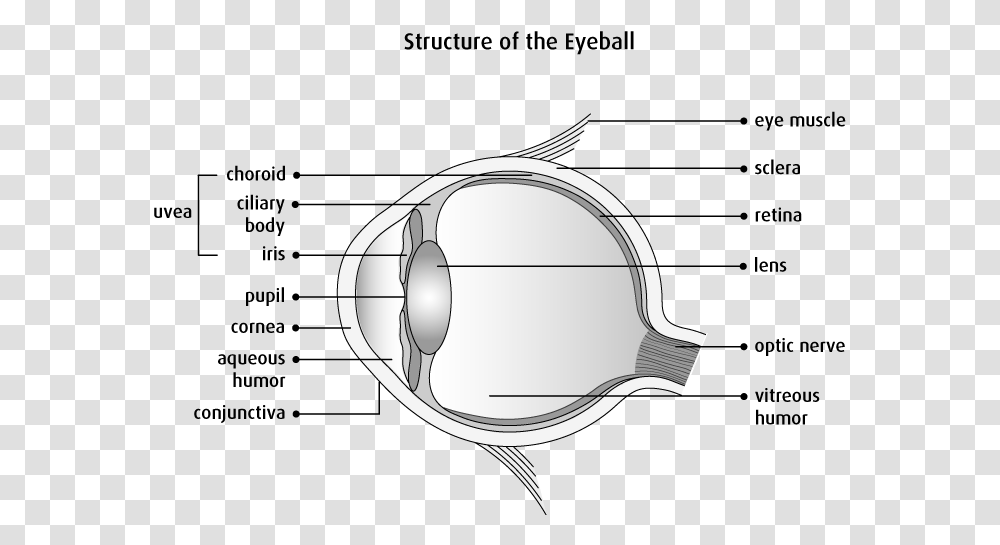 Clear Structure Of Eye, Armor, Cushion, Pillow, Lamp Transparent Png