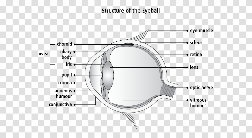 Clear Structure Of Eye, Plot, Diagram, Sunglasses, Number Transparent Png