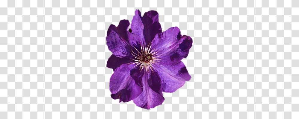 Clematis Nature, Geranium, Flower, Plant Transparent Png