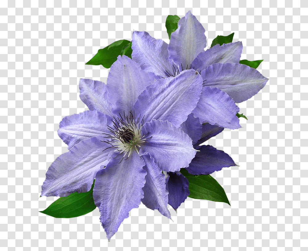 Clematis All Flowers Images In Hd Download, Plant, Blossom, Iris, Petal Transparent Png