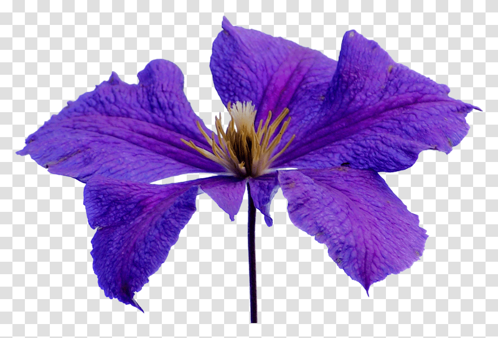 Clematis Clipart Lilac Hibiscus, Plant, Iris, Flower, Blossom Transparent Png