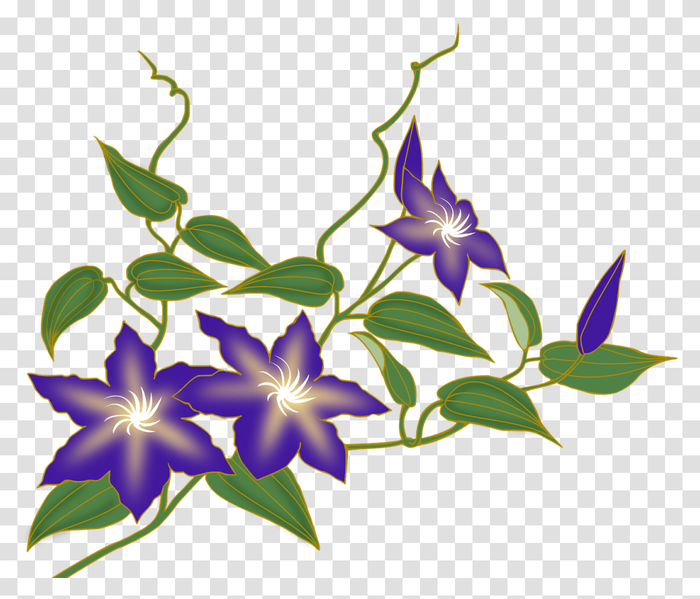 Clematis Flower Vine Purple Clematis, Plant, Blossom, Graphics, Art Transparent Png