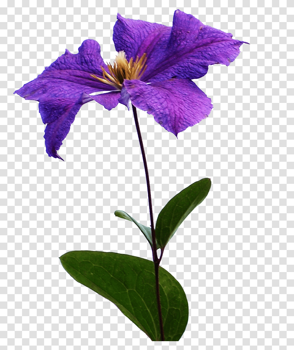 Clematis Flowers Background Iris, Plant, Blossom, Acanthaceae, Petal Transparent Png