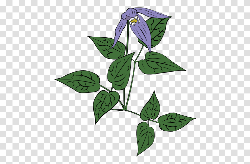 Clematis Occidentalis Clip Art Free Vector, Plant, Leaf, Flower, Green Transparent Png