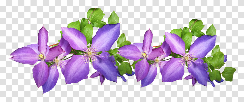 Clematis Purple Arrangement Flowers Plant Leather Flower, Blossom, Iris, Geranium, Petal Transparent Png