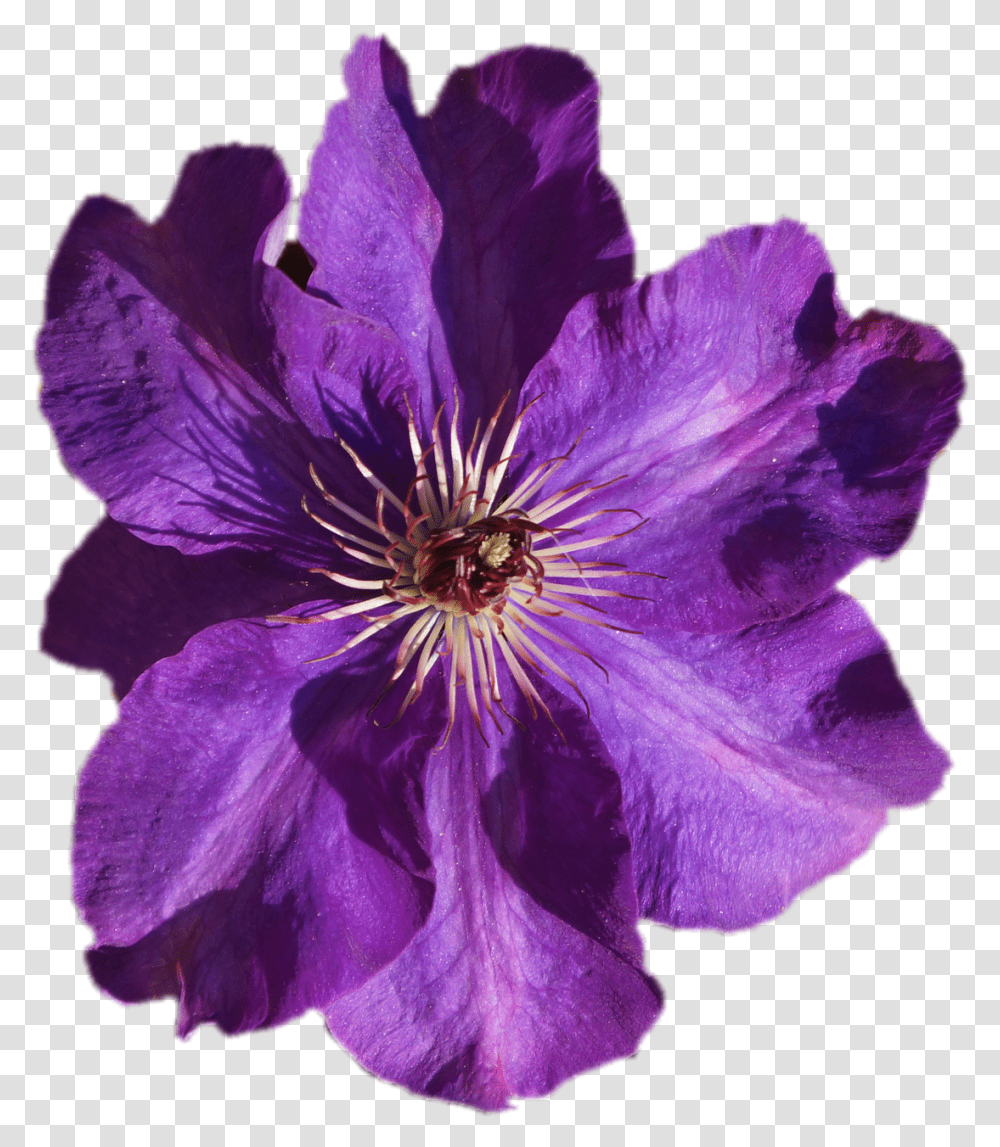 Clematis Purple Free Photo On Pixabay Purple Flower, Geranium, Plant, Blossom, Pollen Transparent Png