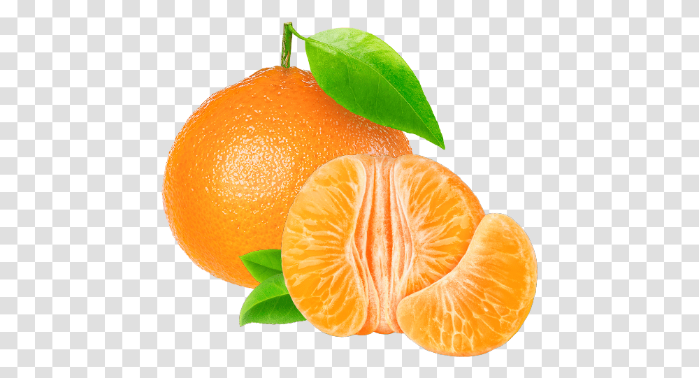 Clementine 5 Image Clementine Oranges, Citrus Fruit, Plant, Food, Grapefruit Transparent Png