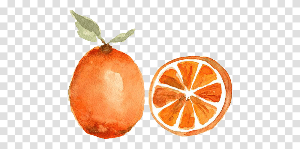 Clementine Orange Drawing Clementine Dibujos De Fruta Dibujos De Acuarela Faciles, Plant, Citrus Fruit, Food, Grapefruit Transparent Png