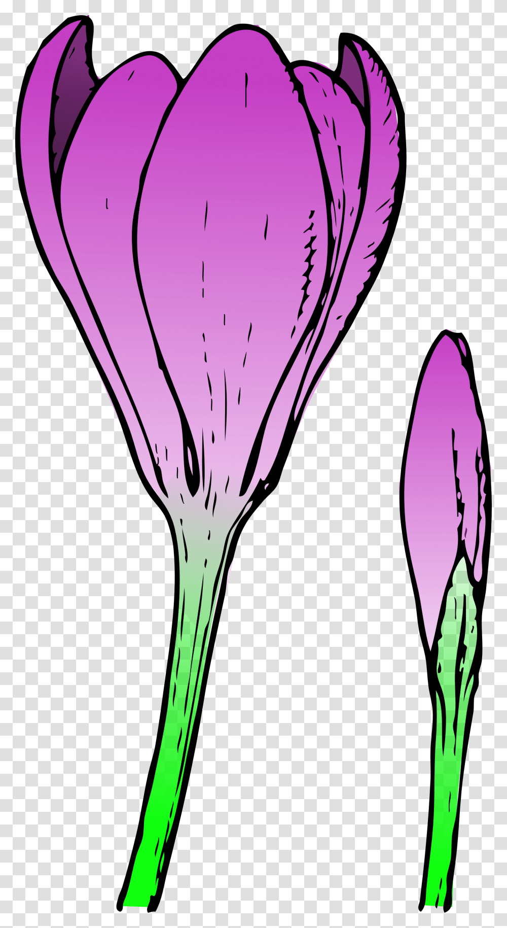 Clemson Tiger Paw Clip Art, Petal, Flower, Plant, Purple Transparent Png