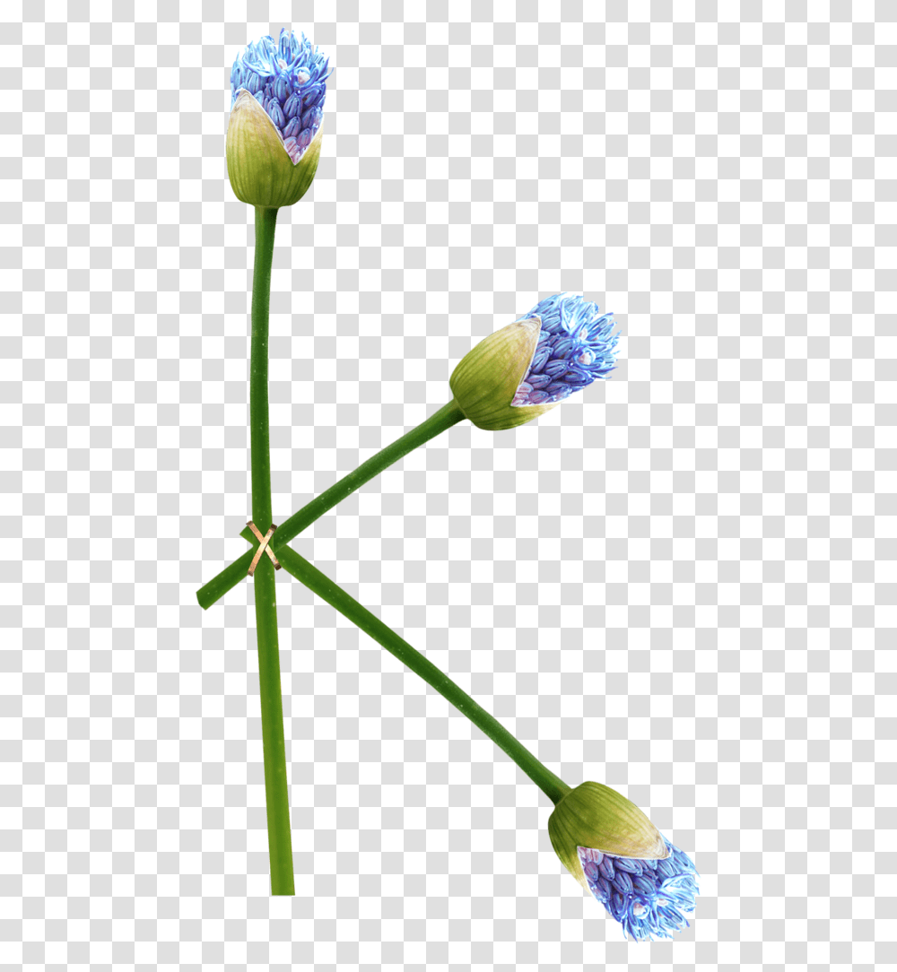 Clesnoj, Plant, Flower, Bud, Sprout Transparent Png