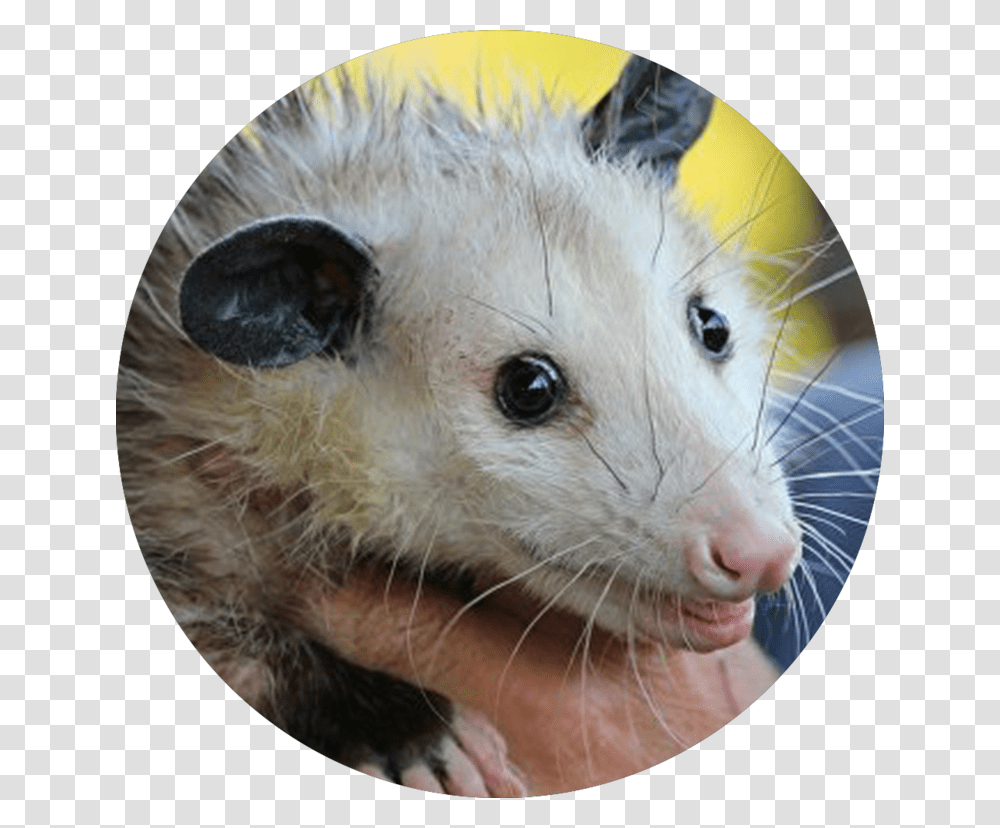 Cleveland Browns Rally Possum Does Opossum Eat, Wildlife, Mammal, Animal, Rat Transparent Png