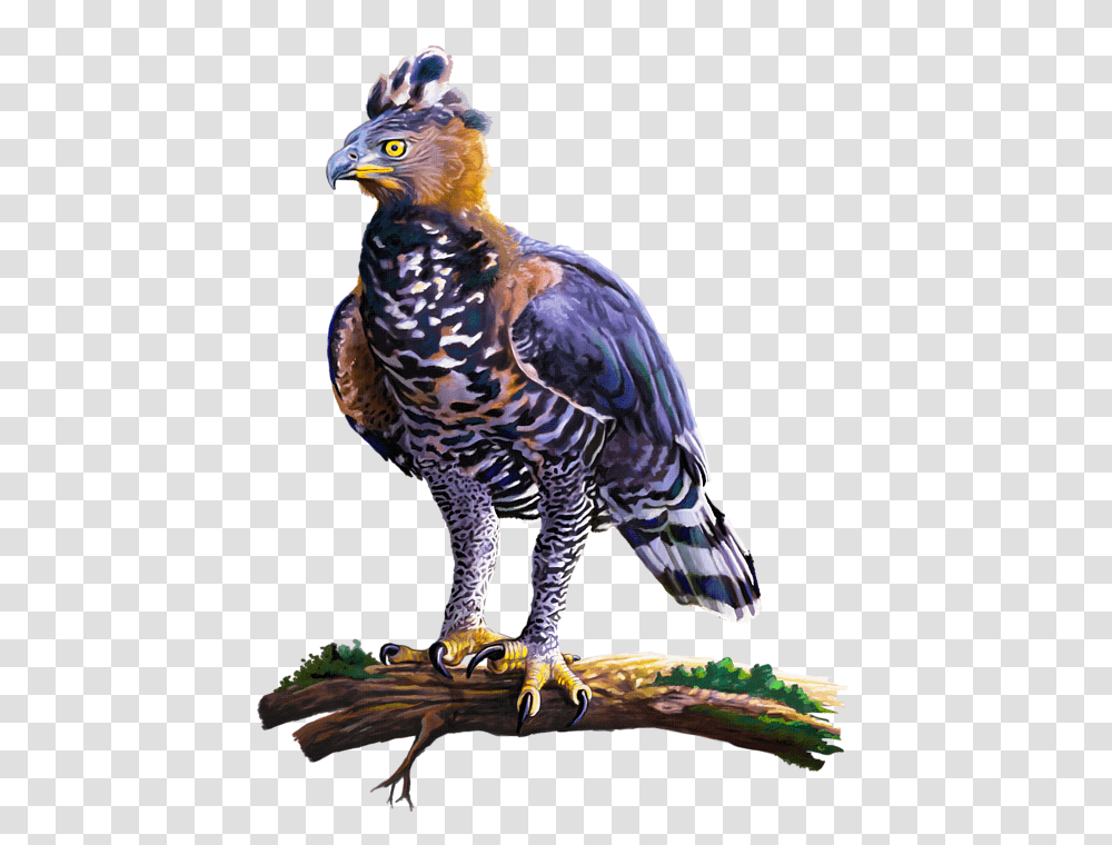 Click And Drag To Re Position The Image If Desired African Crowned Eagle, Accipiter, Bird, Animal, Hawk Transparent Png