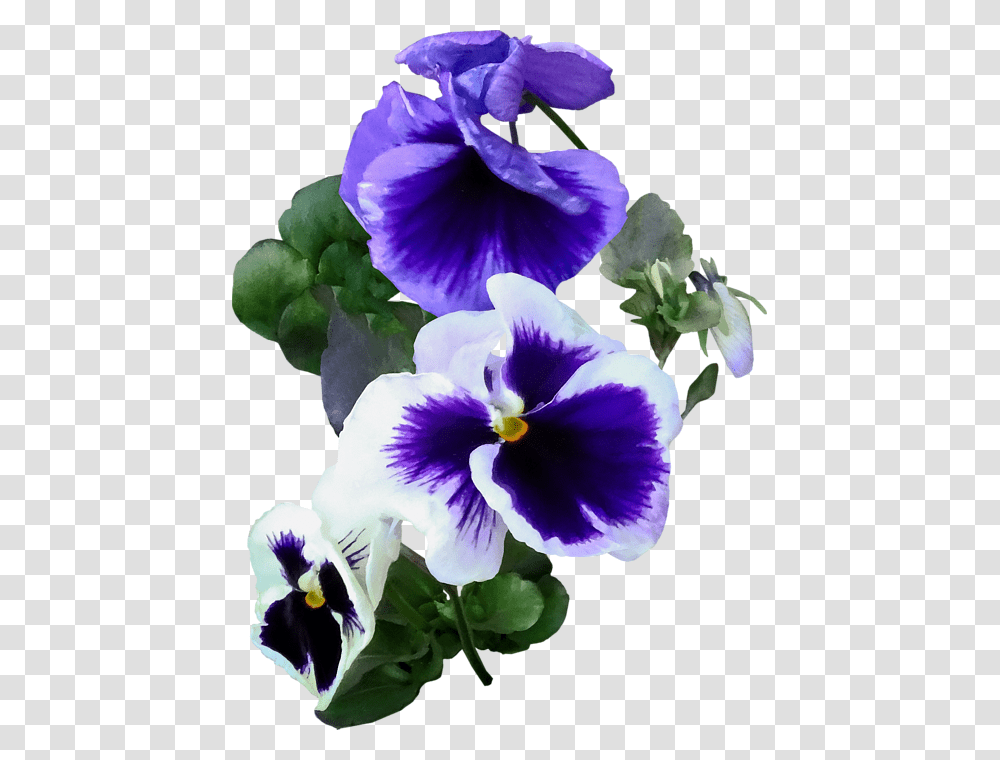 Click And Drag To Re Position The Image If Desired Pansy, Plant, Flower, Blossom, Geranium Transparent Png