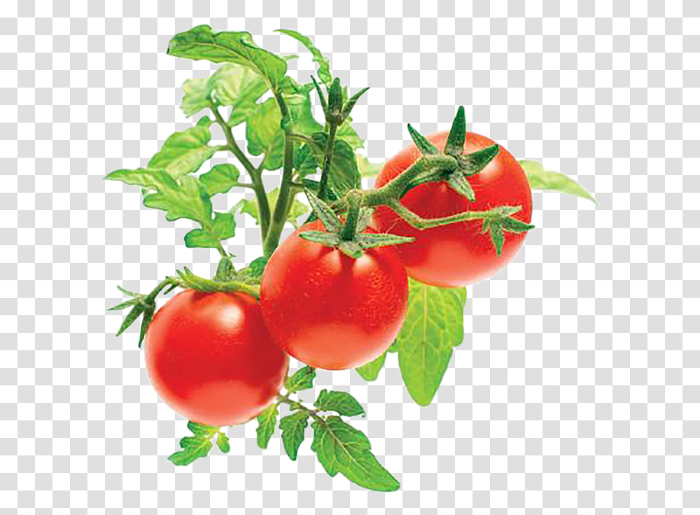Click And Grow Mini Tomato Plant Pods Mini Tomato, Vegetable, Food Transparent Png