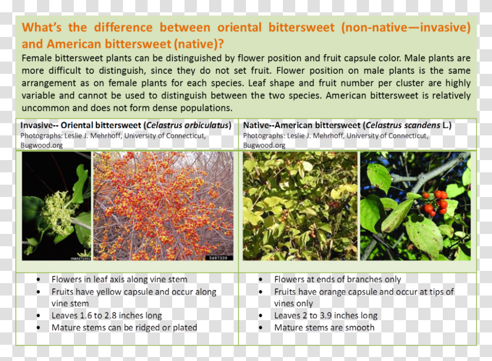 Click Here For More Detailed Information On The Differences Tree, Plant, Leaf, Advertisement, Poster Transparent Png