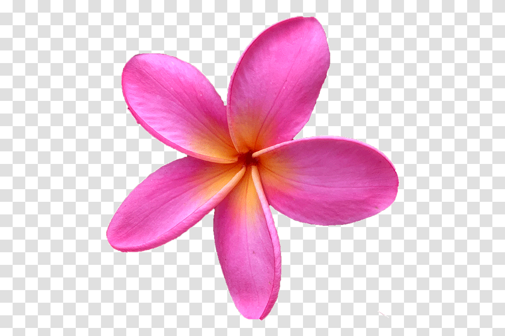 Click Here For Our Entire Plumeria Cutting Collection Pink Plumeria Flower, Petal, Plant, Blossom, Geranium Transparent Png