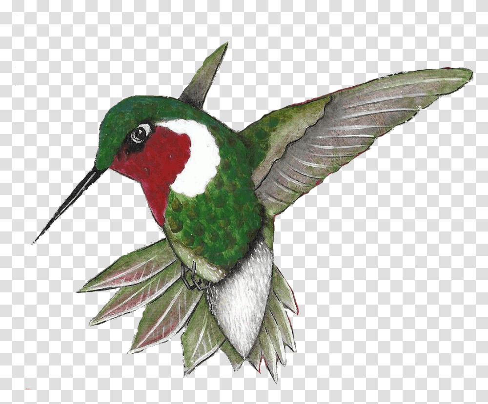 Click On The Sign Post For Additional Information About Ruby Throated Hummingbird, Animal, Bee Eater Transparent Png