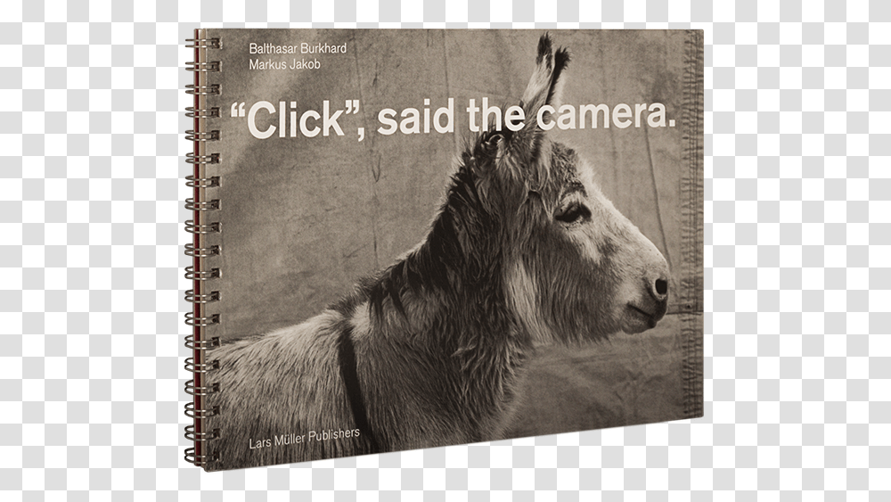 Click Said The Camera, Donkey, Mammal, Animal, Bear Transparent Png
