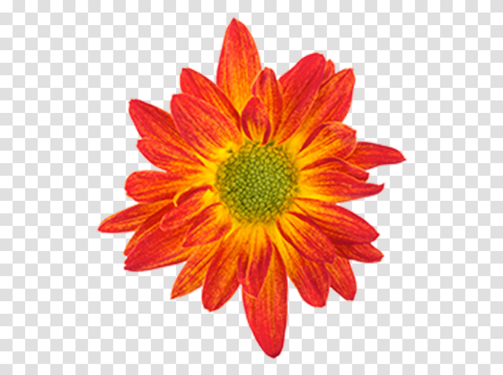 Click To Enlarge Image Bicolor Red Yellow Union Drawing Of A Flower Colour, Plant, Petal, Blossom, Dahlia Transparent Png