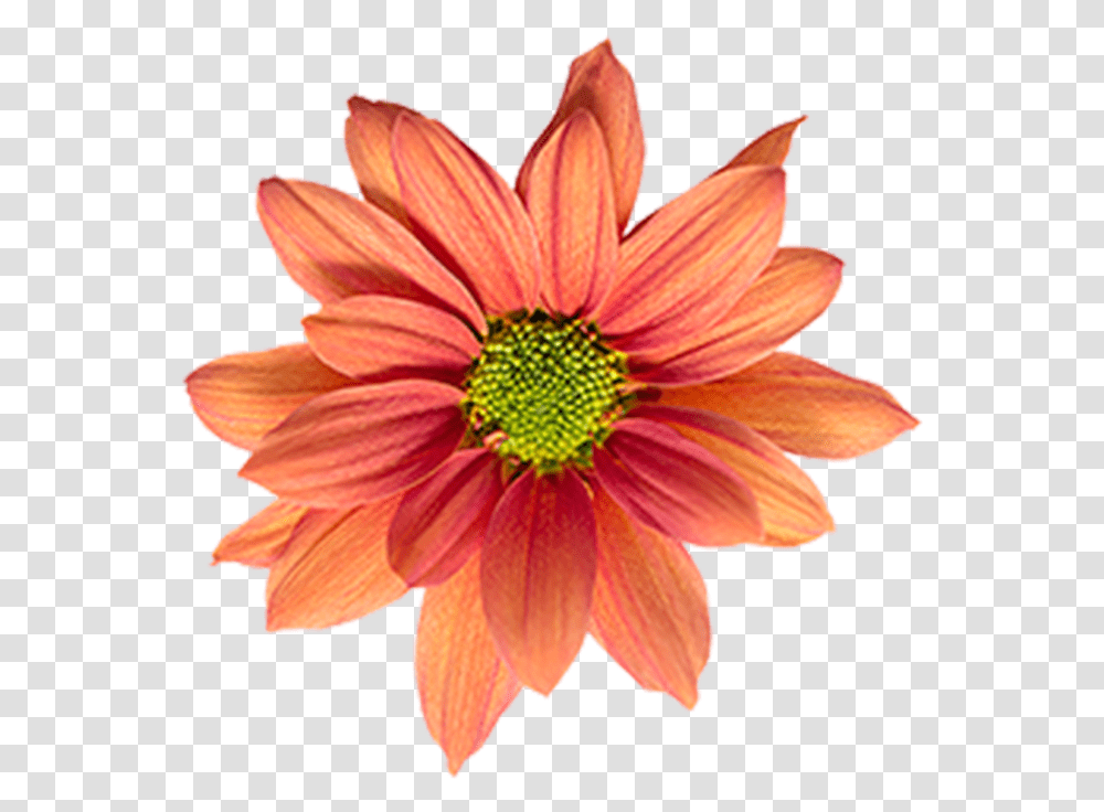 Click To Enlarge Image Bronze Daisy Orange Reagan Artificial Flower, Dahlia, Plant, Blossom, Daisies Transparent Png