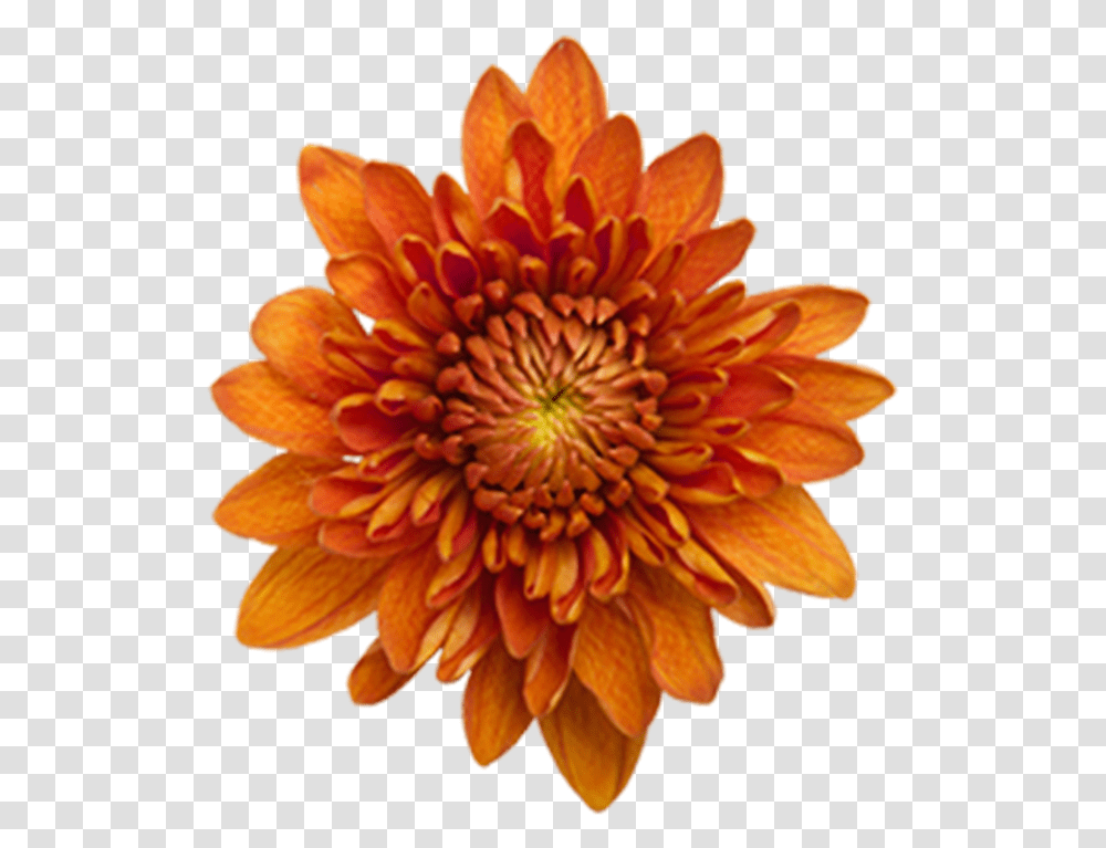 Click To Enlarge Image Bronze Daisy Virginia, Dahlia, Flower, Plant, Blossom Transparent Png