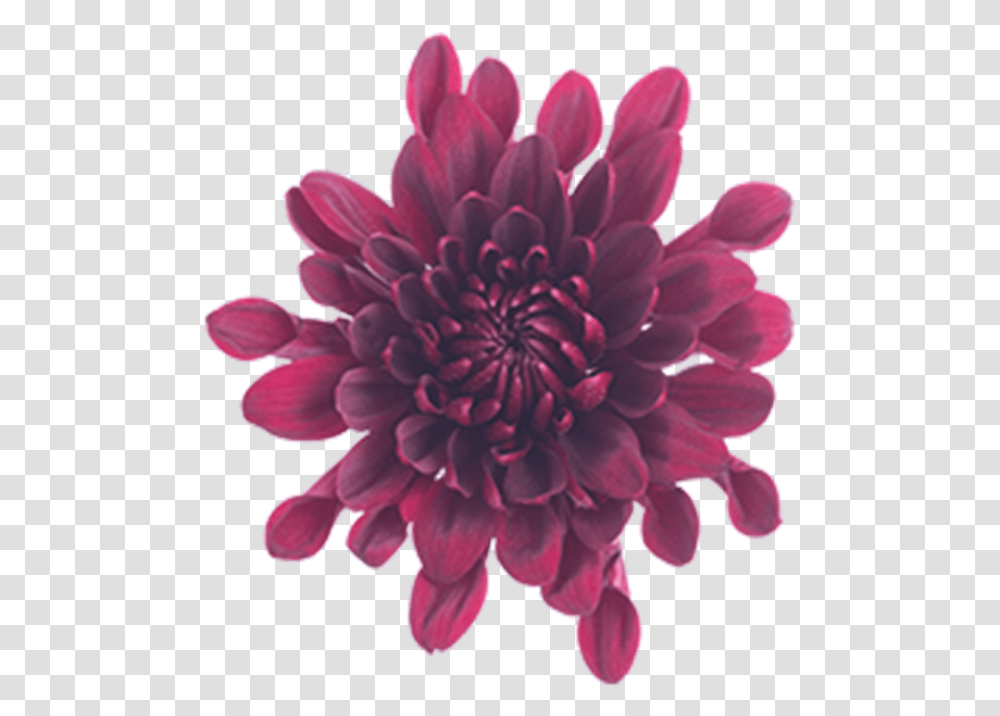 Click To Enlarge Image Burgundy Cushion Malbec Dahlia, Flower, Plant, Blossom, Petal Transparent Png
