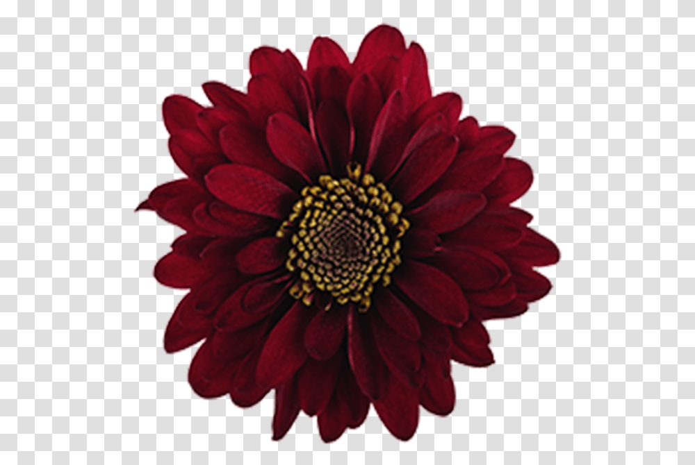 Click To Enlarge Image Burgundy Novelty Motown Burgundy Flower Clip Art, Dahlia, Plant, Blossom, Rose Transparent Png