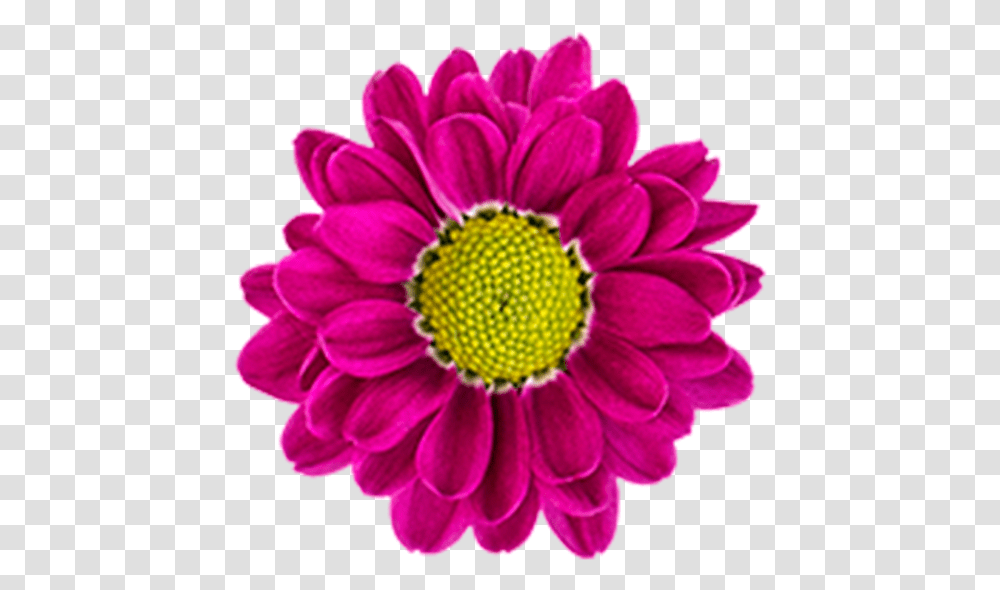 Click To Enlarge Image, Dahlia, Flower, Plant, Blossom Transparent Png