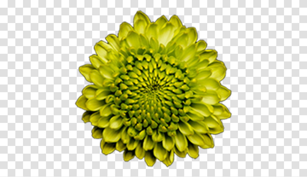 Click To Enlarge Image Green Button Forest Gump2 Green Yellow Flower, Plant, Dahlia, Blossom, Pattern Transparent Png